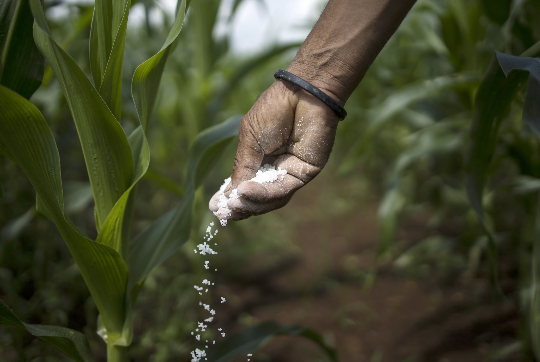 Uso de fertilizantes agrícolas. Foto: Getty Images