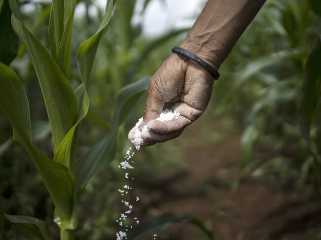 Uso de fertilizantes agrícolas. Foto: Getty Images
