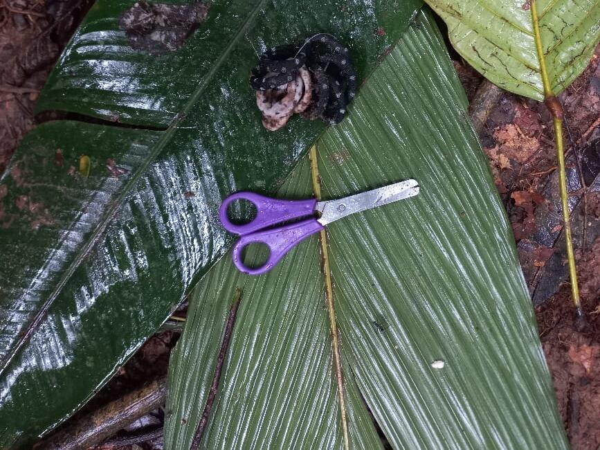 Último hallazgo de los menores que iban a bordo de la avioneta accidentada en Guaviare. Cortesía: Fuerzas Militares.