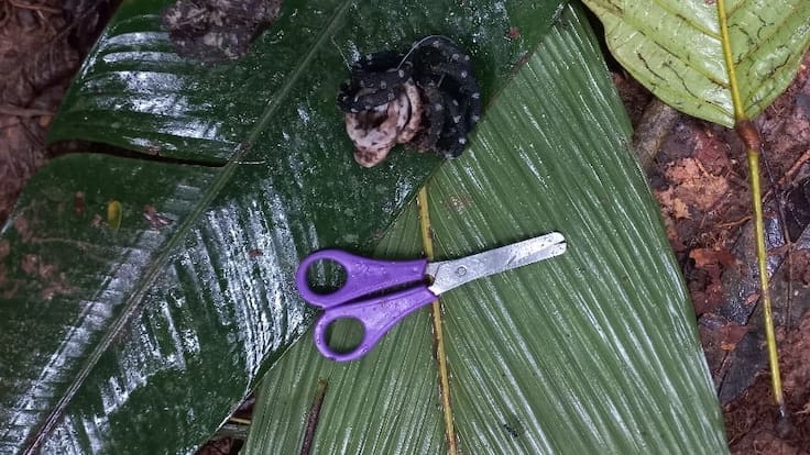 Historia de la equivocación presidencial sobre rescate de los niños del avión accidentado