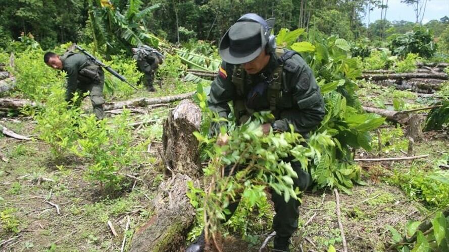 El ultimátum del Gobierno para erradicar los cultivos ilícitos de parques naturales. Foto: Policía Nacional