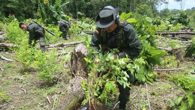 El ultimátum del Gobierno para erradicar los cultivos ilícitos de parques naturales. Foto: Policía Nacional