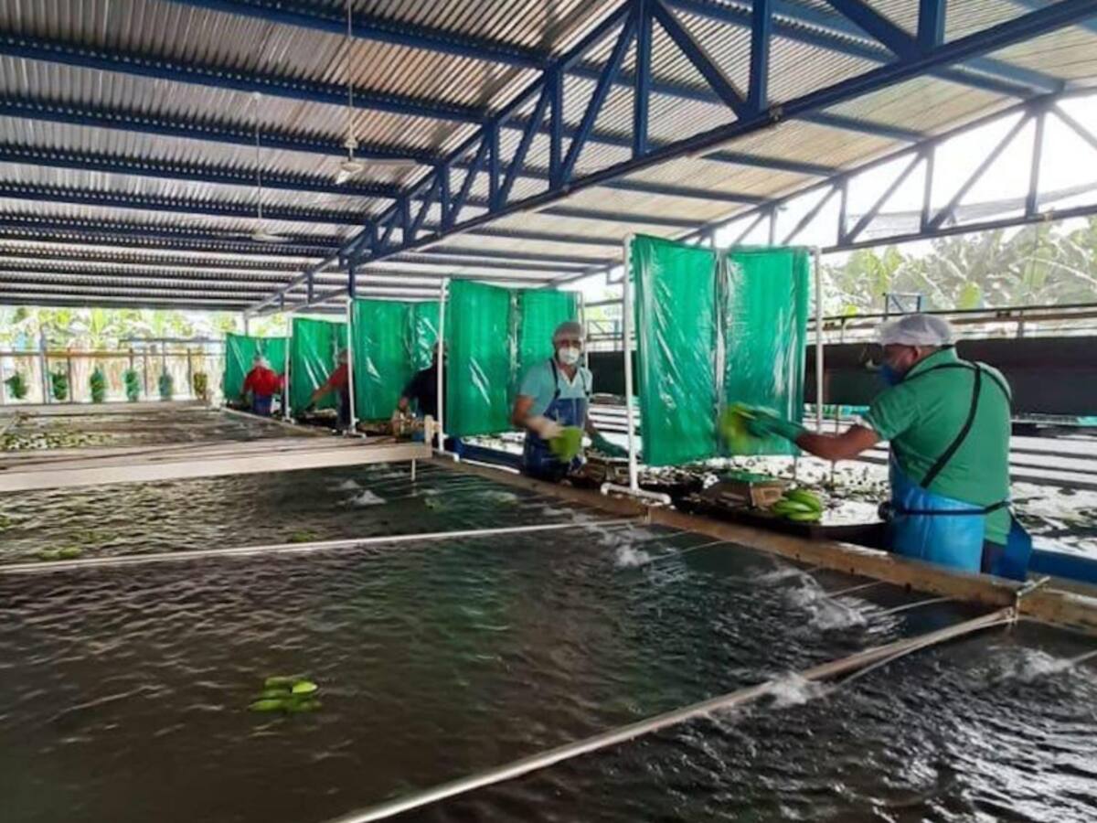 Garantizan producción de banano durante la emergencia sanitaria