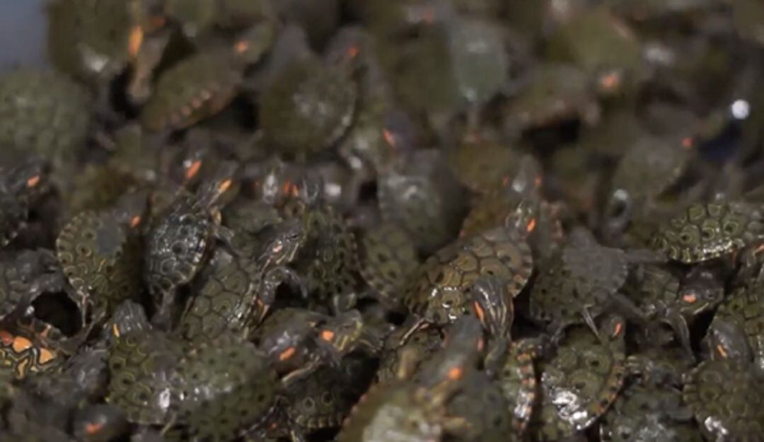 Recuperación de gran cantidad de tortugas en la vía la línea en Quindío