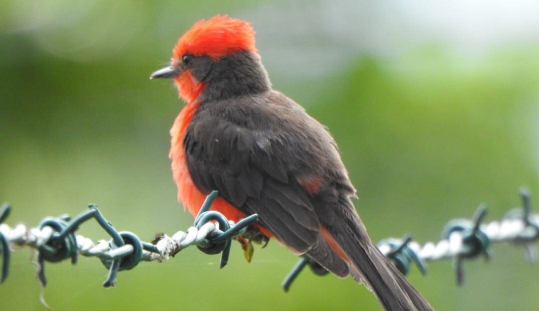 21 grupos de Monitoreo Comunitario y huilenses amantes de la naturaleza que participarán en el evento mundial dedicado a la observación de aves.
