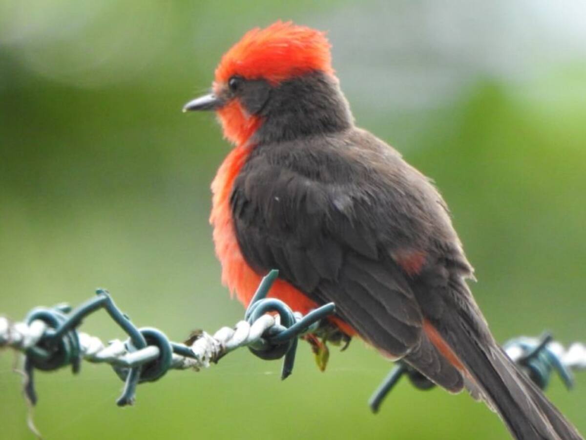 El Huila “pajarea” en el Global Big Day