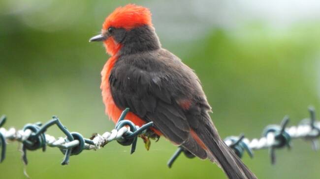 21 grupos de Monitoreo Comunitario y huilenses amantes de la naturaleza que participarán en el evento mundial dedicado a la observación de aves.