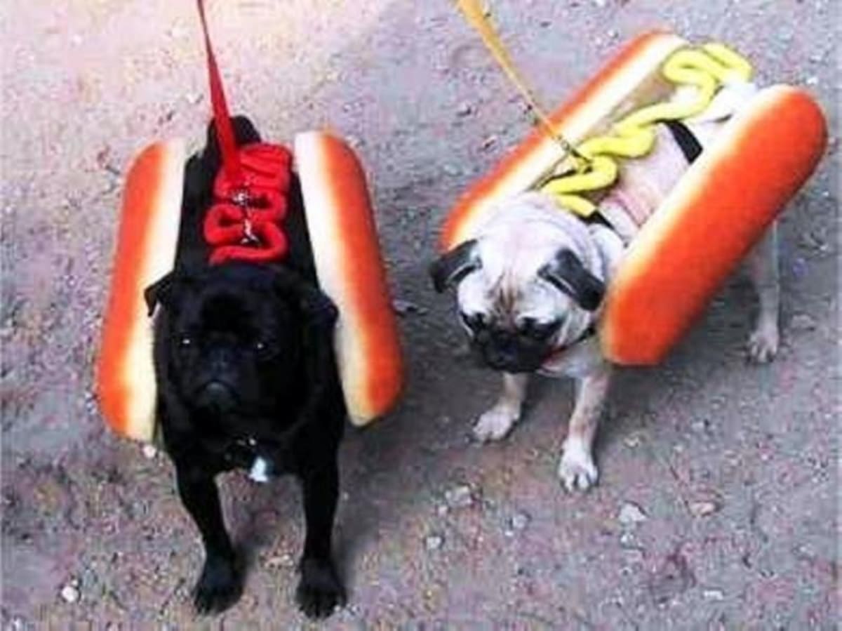 Las personas no dudan en vestir a sus mascotas el día de Halloween. Tanto ellos como los espectadores disfrutan, tanto así que participan en concursos.