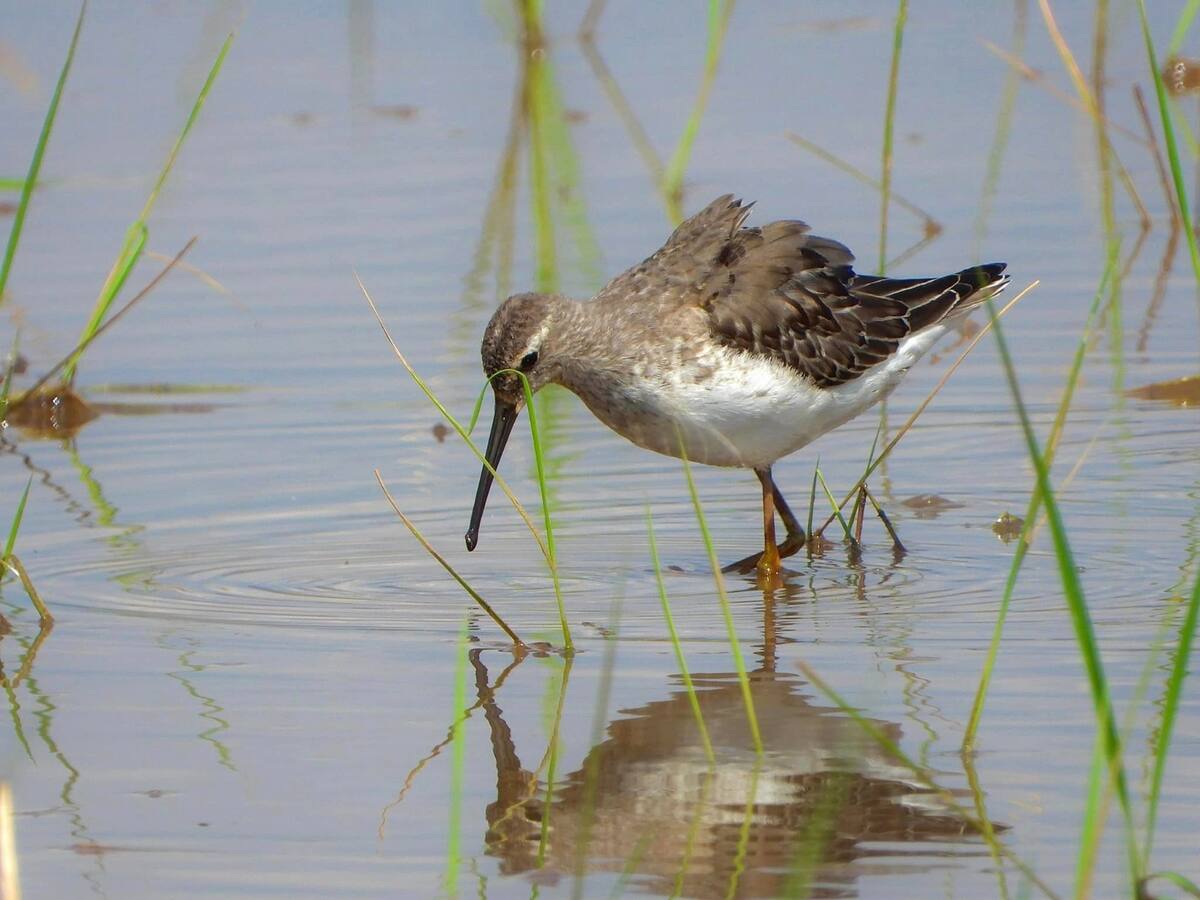 ¿Eres apasionado a la fotografía y te gusta registrar aves? Participa en el Global Big Day