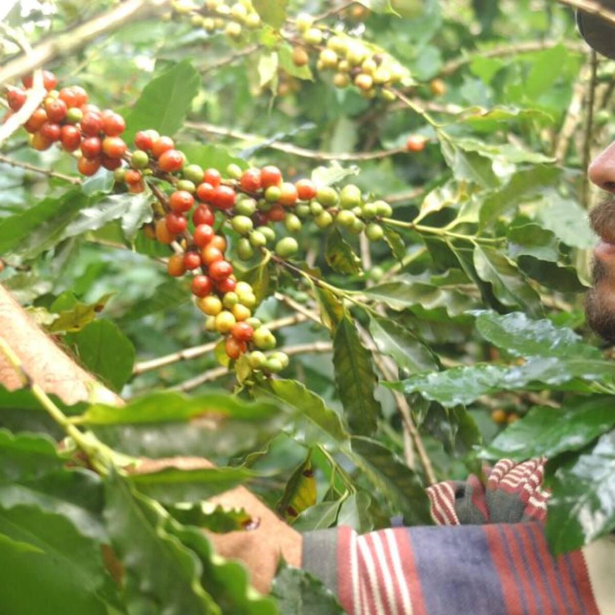 El coronavirus pone en riesgo la cosecha cafetera en Risaralda