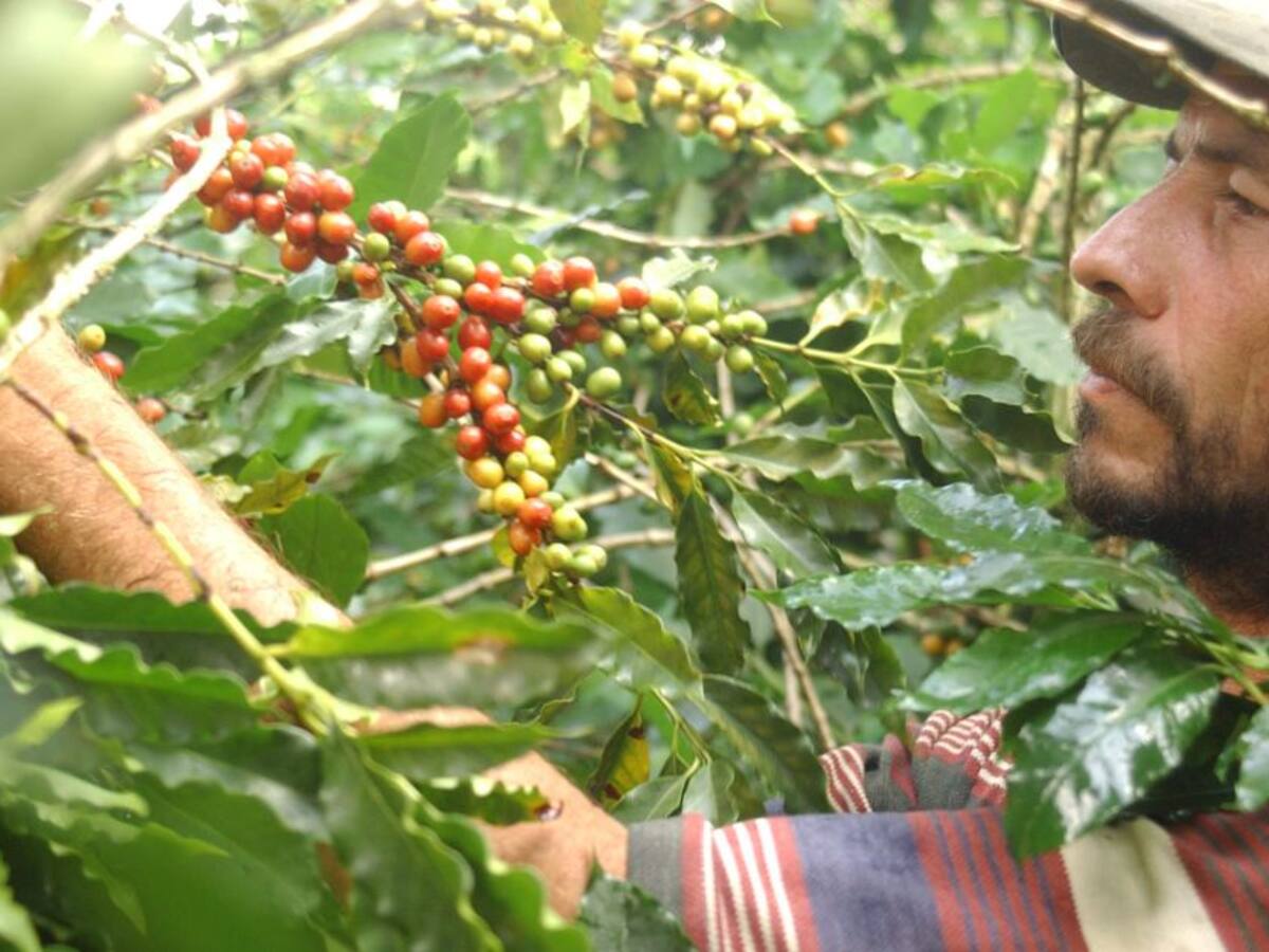 El coronavirus pone en riesgo la cosecha cafetera en Risaralda