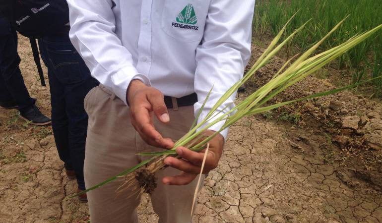 Investigaciones científicas sobre el arroz