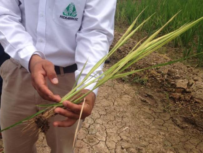 Investigaciones científicas sobre el arroz