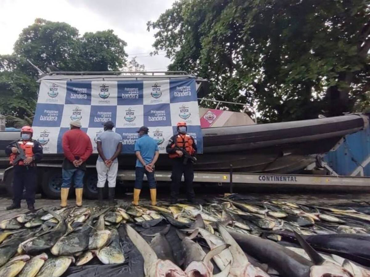 Armada Nacional incautó 1,6 toneladas de pesca ilegal de tiburón
