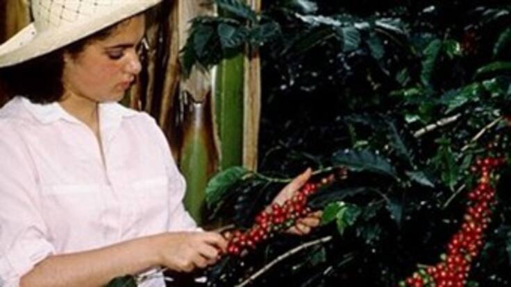 Recolectores de café que quejan por la "poca paga" en la cosecha