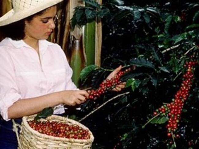 Recolectores de café que quejan por la "poca paga" en la cosecha