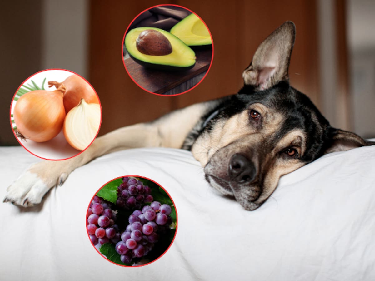 11 frutas y verduras tóxicas para los perros que quizá no conocía: Estudios lo demuestran