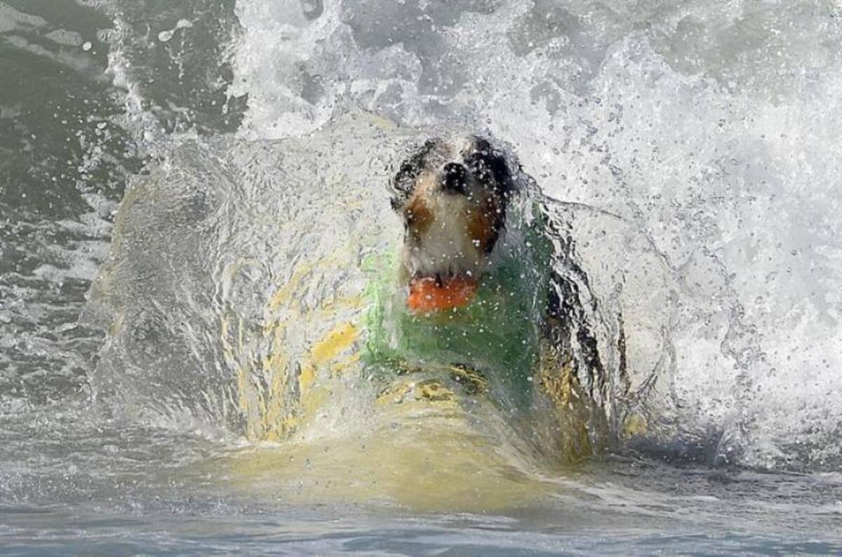 En la playa de Huntinton, California, se realizó la quinta edición del concurso anual de surf para perros, que mostraron grandes habilidades encima de las tablas y sorteando el oleaje.