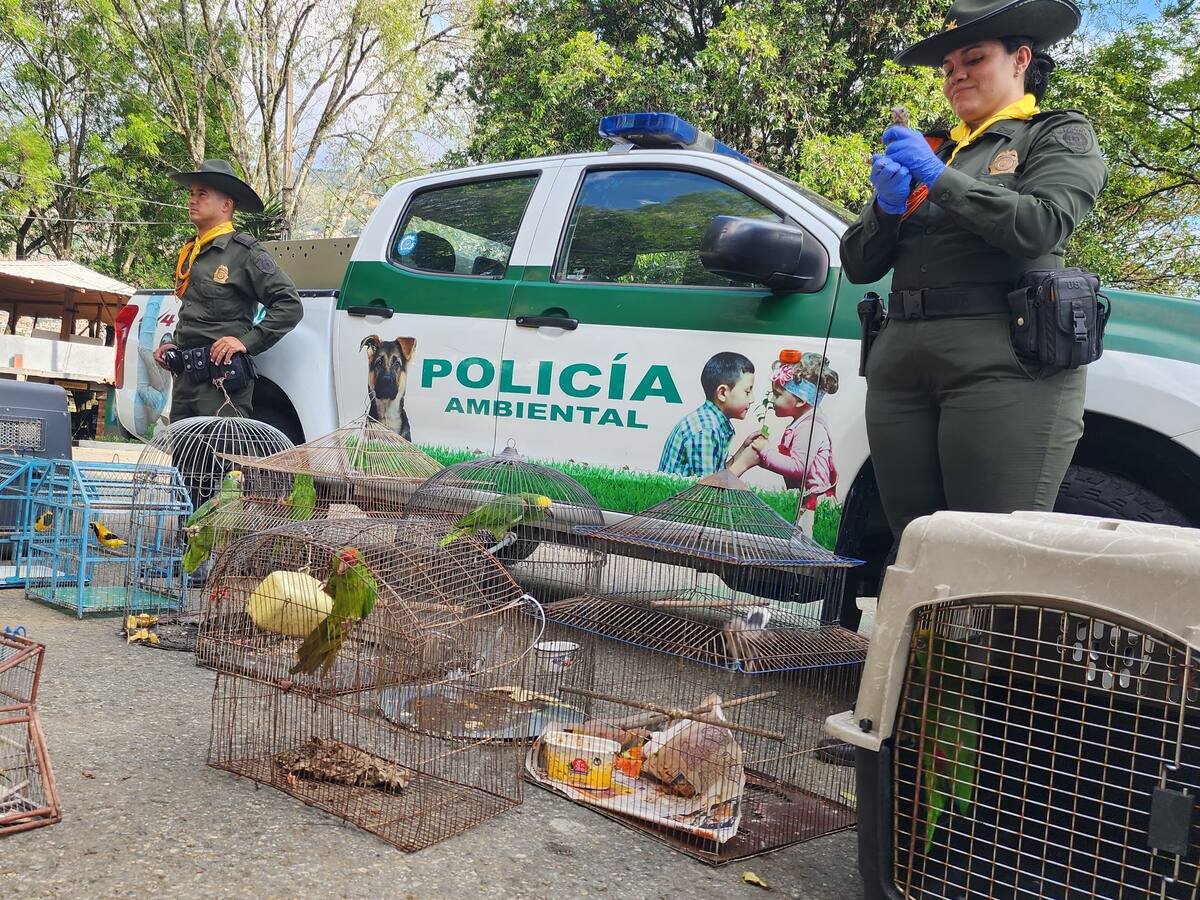 Policía rescató 22 especies de fauna silvestre cautivas en el Valle de Aburrá