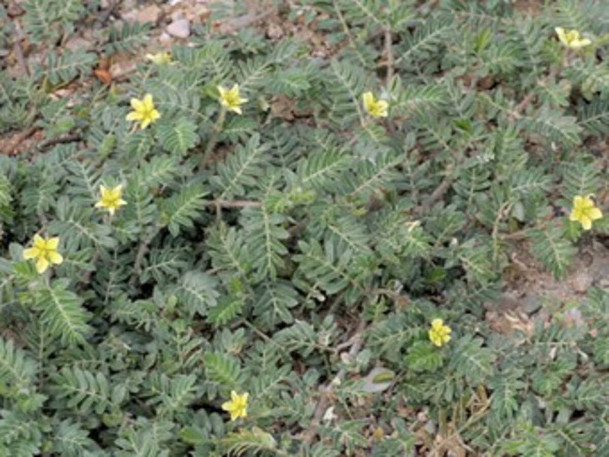 Un equipo científico alemán desarrolla una alternativa natural a la viagra