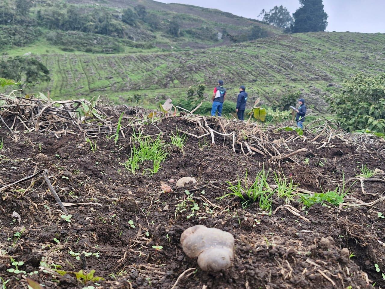 La Corporación Autónoma Regional de Cundinamarca suspendió 20 hectáreas de cultivos de papa por estar en área de protección forestal. Foto: Cortesía CAR.