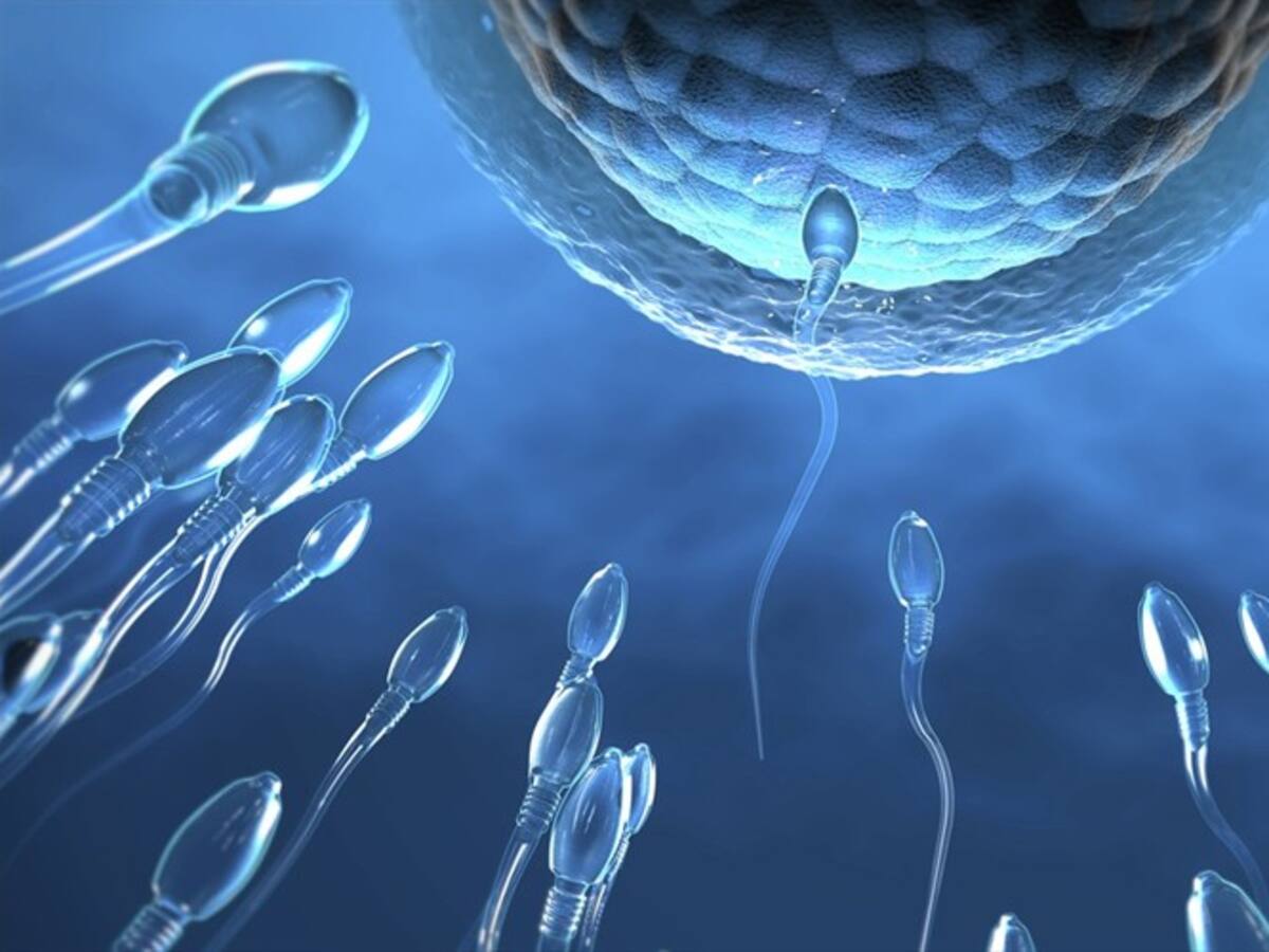 Estas prácticas pueden afectar su conteo de espermatozoides: médico de Harvard lo explica