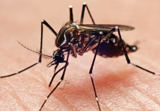 Foto: Getty Images. / Joao Paulo Burini
