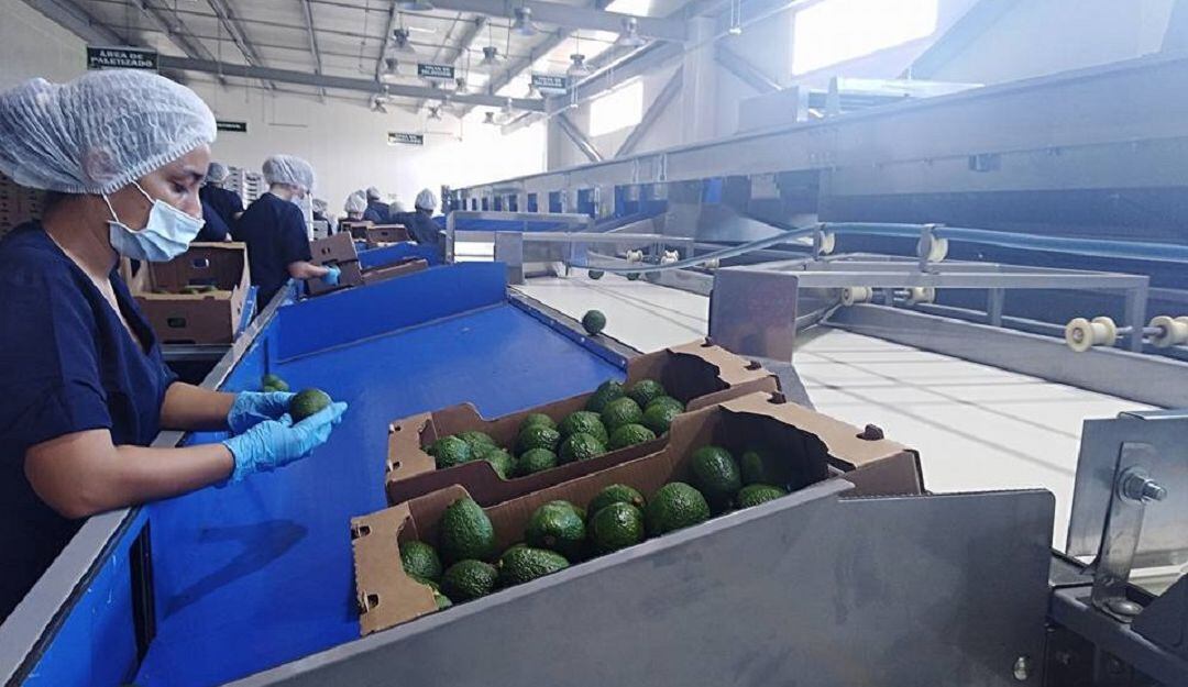 Procesadora de aguacates en Ibagué