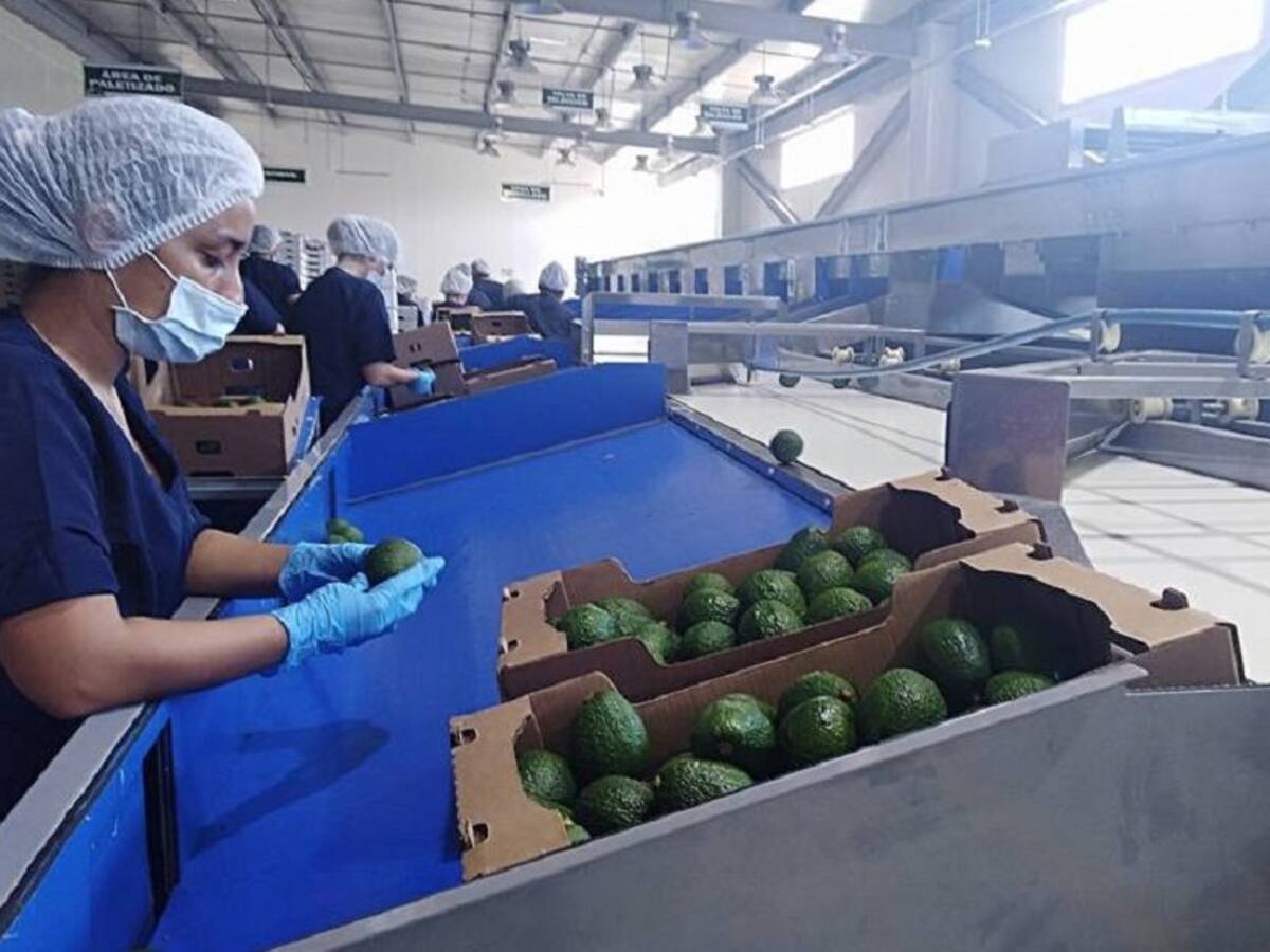 Aguacate hass en Tolima, una oportunidad de empleo