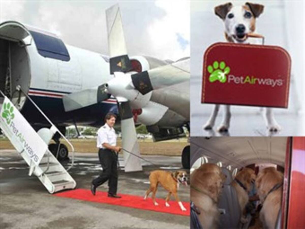 Perros y gatos podrán volar como reyes en EEUU