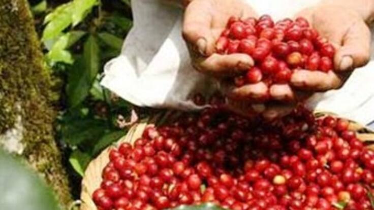 Gobierno destinará $ 50.000 millones para atender crisis en el sector cafetero