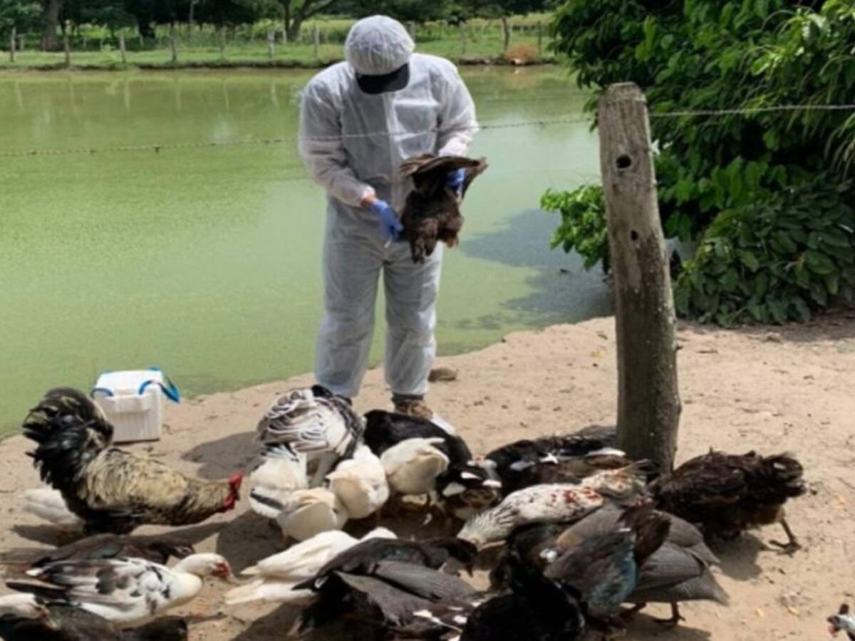 ICA adelanta vigilancia en predios avícolas de Bolívar