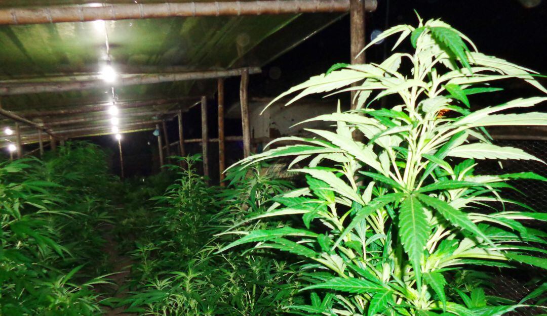 En ExpoCannaBiz Business Conference 2021