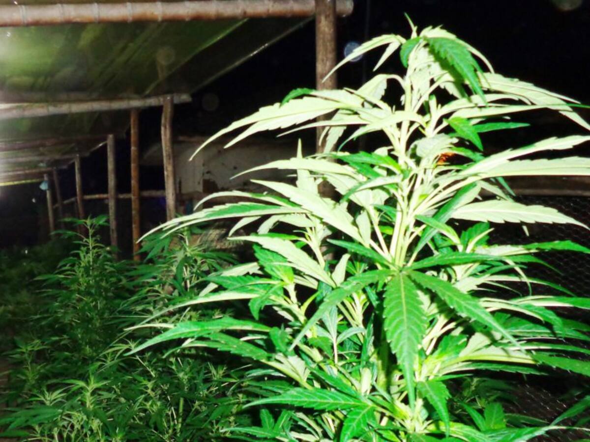 El ICA, soporte de la producción y exportación del Cannabis medicinal