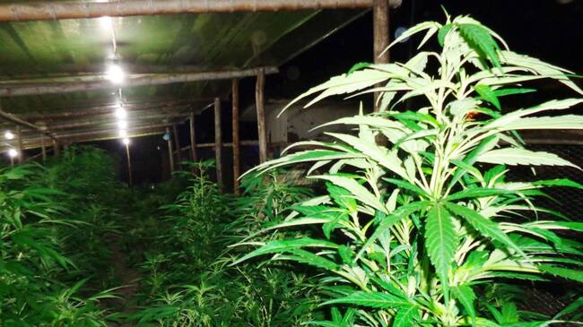 En ExpoCannaBiz Business Conference 2021