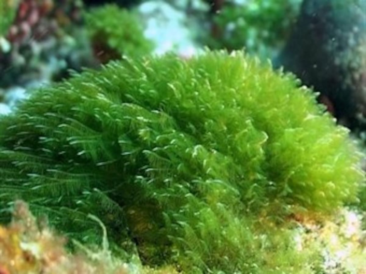 Una tesis prueba los efectos contaminantes de insecticidas en las algas río