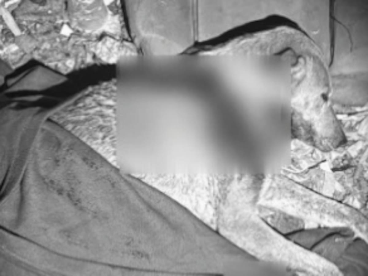 Secretario de Gobierno de Armenia denunció que perrita fue herida con machete