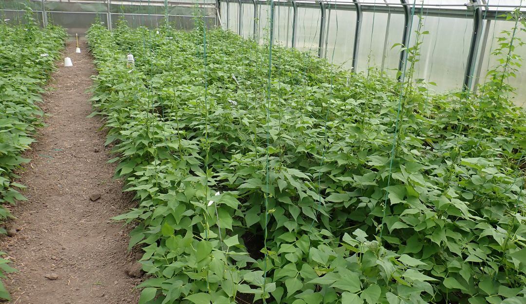 Variación genética mejoraría adaptación del frijol al calor.