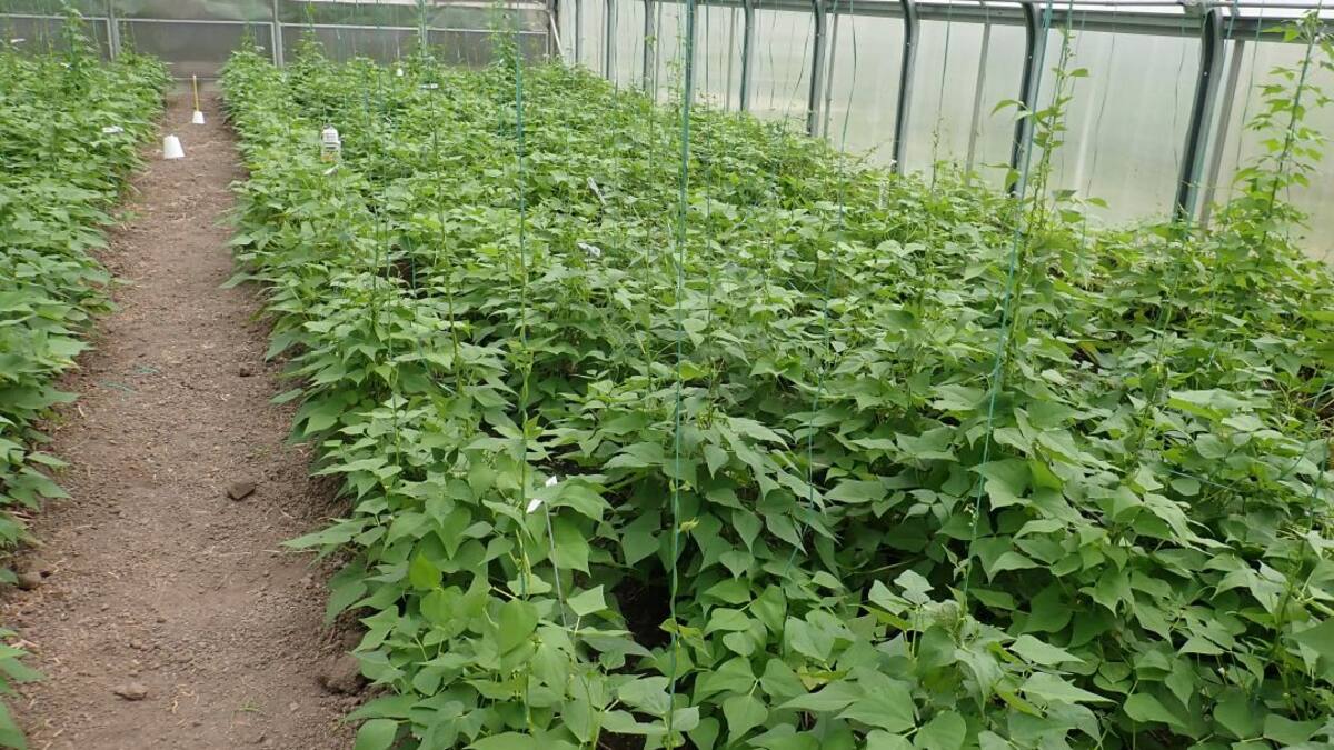Desarrollan cultivos de fríjol más resistentes a altas temperaturas