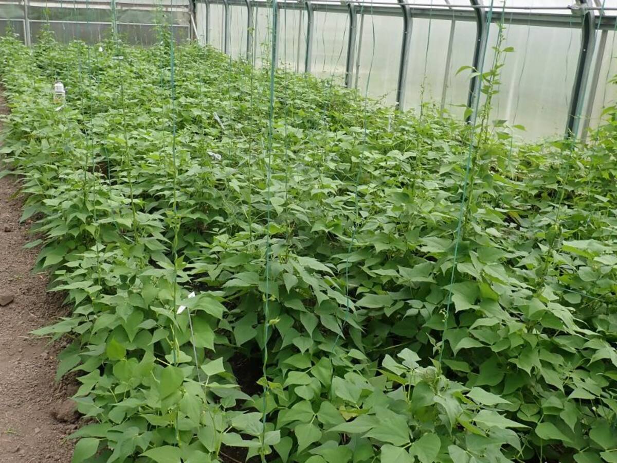 Desarrollan cultivos de fríjol más resistentes a altas temperaturas