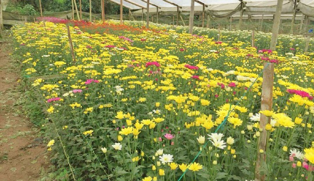 Cultivos de pompones y crisantemos en el Quindío.