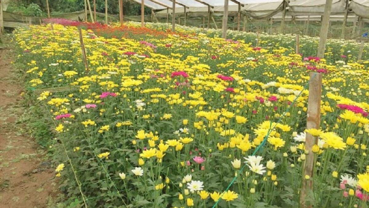 Los esquejes, otra opción de negocio para el agro colombiano