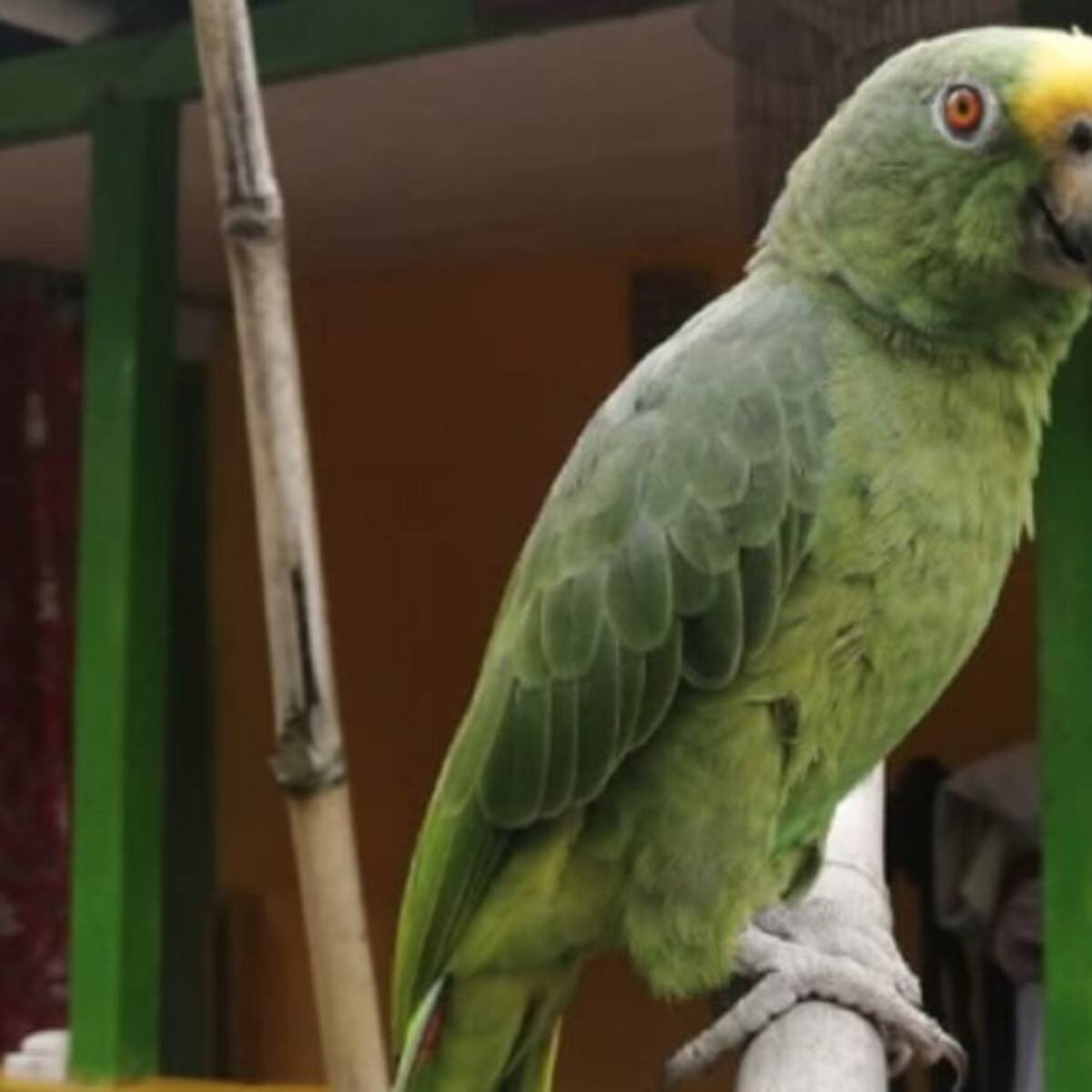 Ejemplares de fauna silvestre fueron rescatadas del cautiverio en Caldas