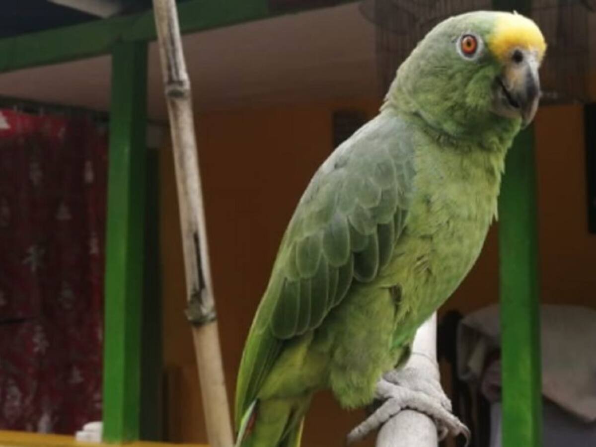 Ejemplares de fauna silvestre fueron rescatadas del cautiverio en Caldas