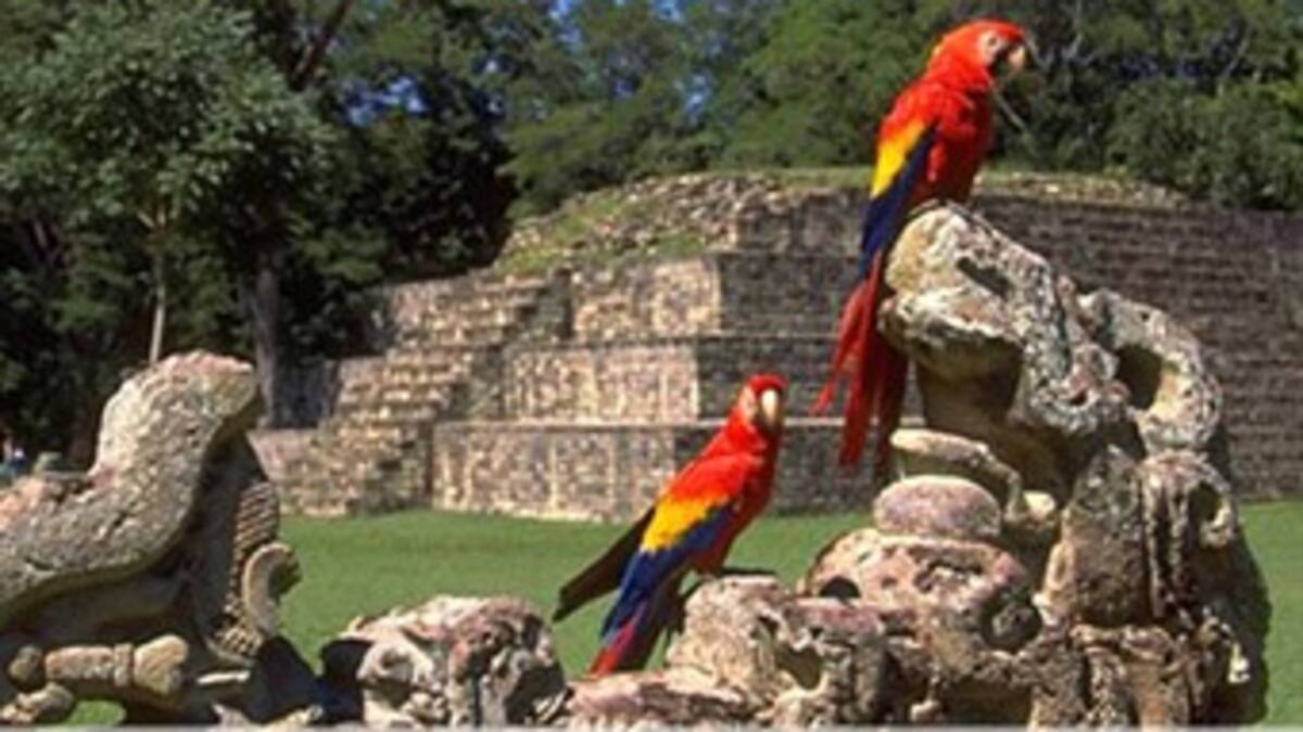 En el mundo hay siete millones de especies por descubrir