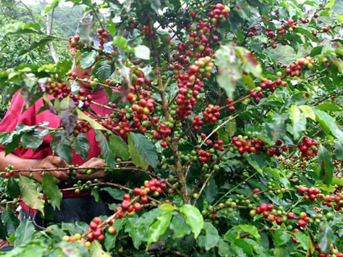 En Colombia está desapareciendo la cultura cafetera