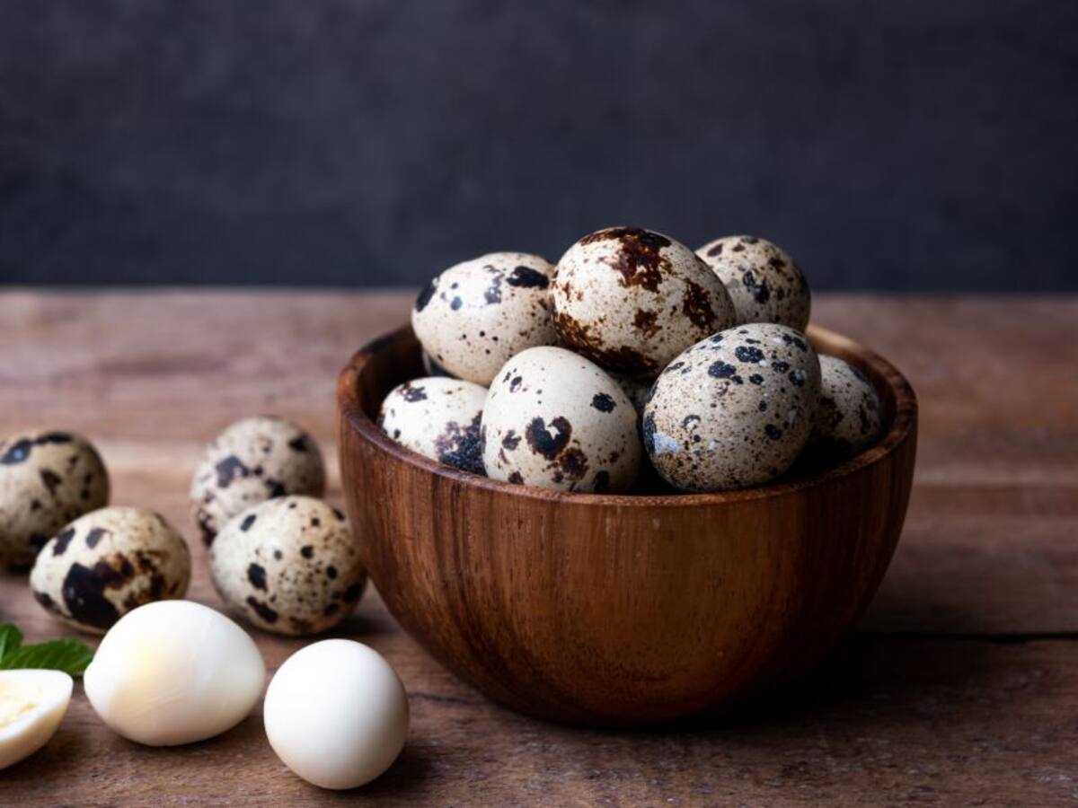 Codornices en tierra caliente, un emprendimiento exitoso, aunque osado