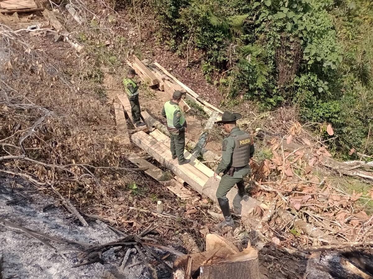 Policía pone freno a tala indiscriminada en zona rural de Ibagué