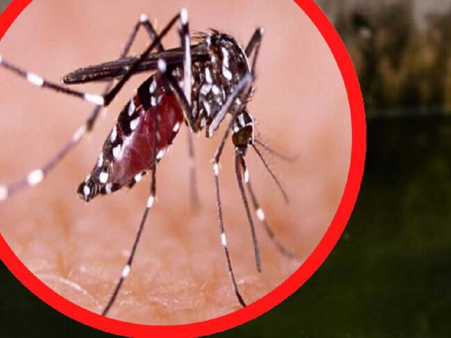 Aumenta en un 90% los casos de dengue en Santander