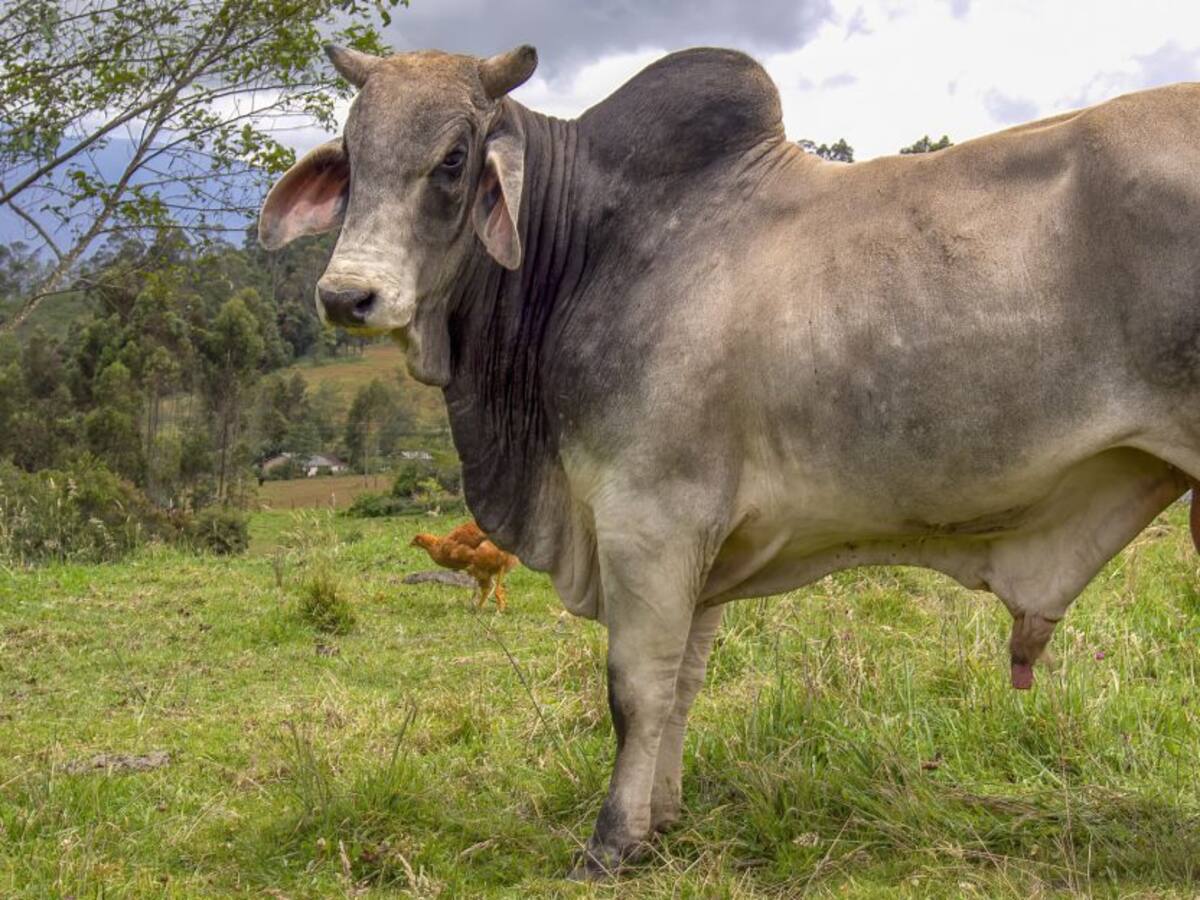 Empresarios europeos llegan a Colombia para conocer su ganadería